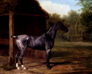 Lord Rivers Roan Mare