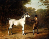 wellesley arabian - Agasse