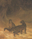 Two Clouded Leopards from Sumatra - Agasse