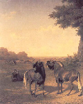 white tailed gnu - Agasse