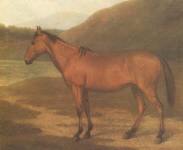 Hybrid Foal Hybrid Foal