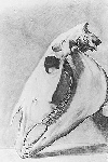 Skull of  a Horse