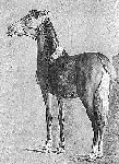 Small Horse
