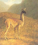 The Guanaco - Agasse The Guanaco - Agasse