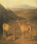 The Vicuna