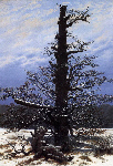 oak tree in the snow oak tree in the snow