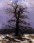 oak in the snow oak in the snow