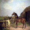 Bay Ascham Stallion Bay Ascham Stallion