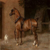 Carriage Horse Carriage Horse