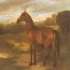 Filly