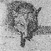 Fox seen Head on Fox seen Head on