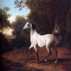 Grey Arab in a Wooded Landscape
