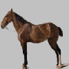 Portrait of a Horse Portrait of a Horse
