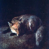 Sleeping Fox