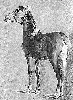 Small Horse
