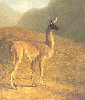The Guanaco