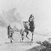 Two Horses Two Horses