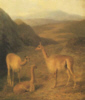 The Vicuna