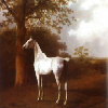 White horse in pasture