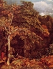 Wooded Landscape