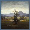Solitary Tree