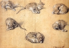 Six studies of a Cat Six studies of a Cat