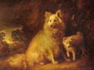 Pomeranian Bitch and Pup Pomeranian Bitch and Pup