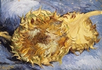 Sunflower Heads