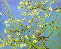 Branches of Almond tree in Bloom. Saint-Rémy