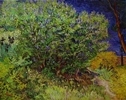 Lilac Bush Lilac Bush