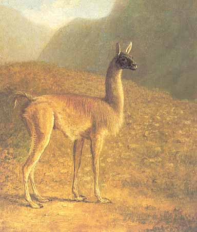 the Guanaco jacques-laurent agasse art history realism animal landscape